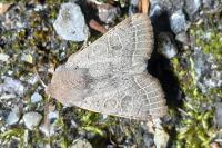 Orthosia cerasi