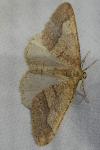 Phigaliohybernia marginaria