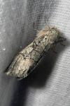 Achlya flavicornis