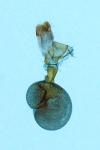 Eupithecia schiefereri