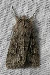 Xylocampa areola