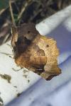Selenia tetralunaria