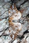 Endromis versicolora