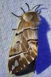 Endromis versicolora