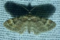 Gymnoscelis rufifasciata