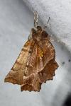Selenia dentaria