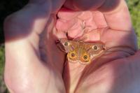 Saturnia pavoniella