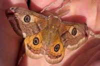 Saturnia pavoniella