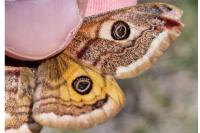 Saturnia pavoniella