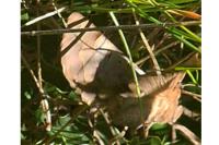 Minucia lunaris