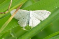 Scopula immutata