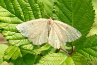Angerona prunaria