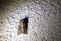 Polyploca ridens