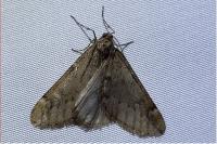 Alsophila aescularia