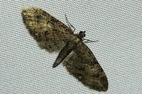 Eupithecia abbreviata