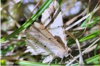 Menophra abruptaria