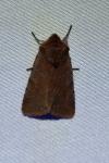 Cerastis rubricosa