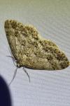 Ectropis crepuscularia