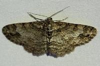 Paradarisa consonaria