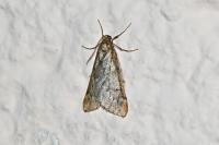 Alsophila aescularia