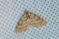 Chloroclystis v-ata