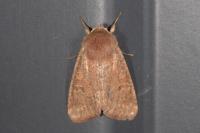 Orthosia cruda