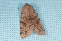 Orthosia incerta