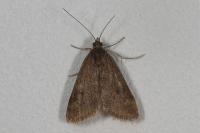 Pyrausta despicata