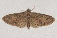 Eupithecia abbreviata/dodoneata