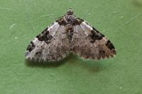 Xanthorhoe fluctuata