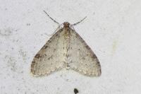 Trichopteryx carpinata