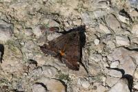 Boudinotiana notha