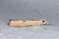 Agriphila inquinatella