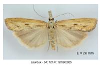 Agriphila inquinatella