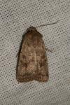 Hoplodrina octogenaria/blanda