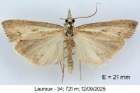 Agriphila geniculea
