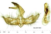Agriphila geniculea