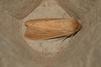 Mythimna pallens