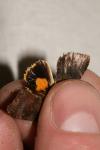 Noctua janthina