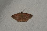 Scopula rubiginata