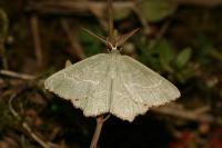 Thalera fimbrialis