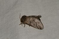 Thaumetopoea pityocampa