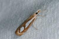 Catoptria mytilella