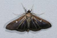 Cydalima perspectalis