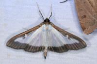 Cydalima perspectalis