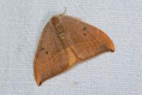 Watsonalla binaria