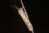 Spiris striata