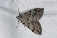 Aplocera efformata/plagiata