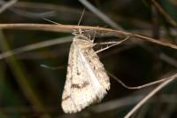 Aspitates ochrearia