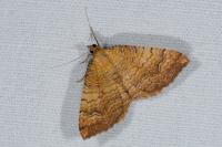 Camptogramma bilineata
